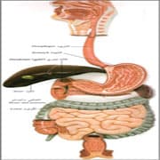 Cover Image for أمراض الجهاز الهضمي مع الدكتورة مهدية توفيق
