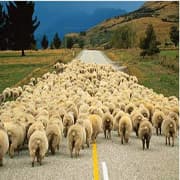 Cover Image for ألا فلـيمض زمن الغثائية