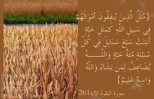 Cover Image for فقه النفقة: أحكام وآداب