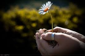 Cover Image for الأمومة ومقومات نجاحها