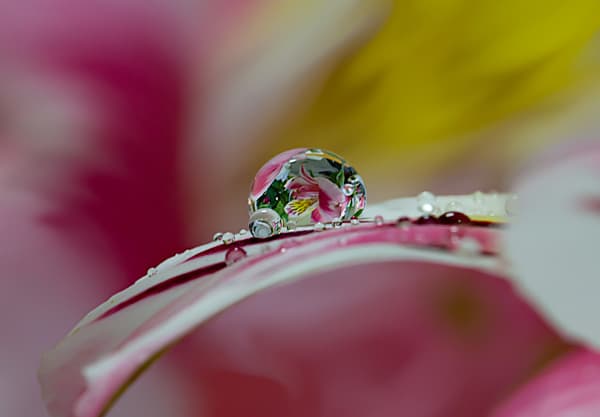 Cover Image for سلامة القلب