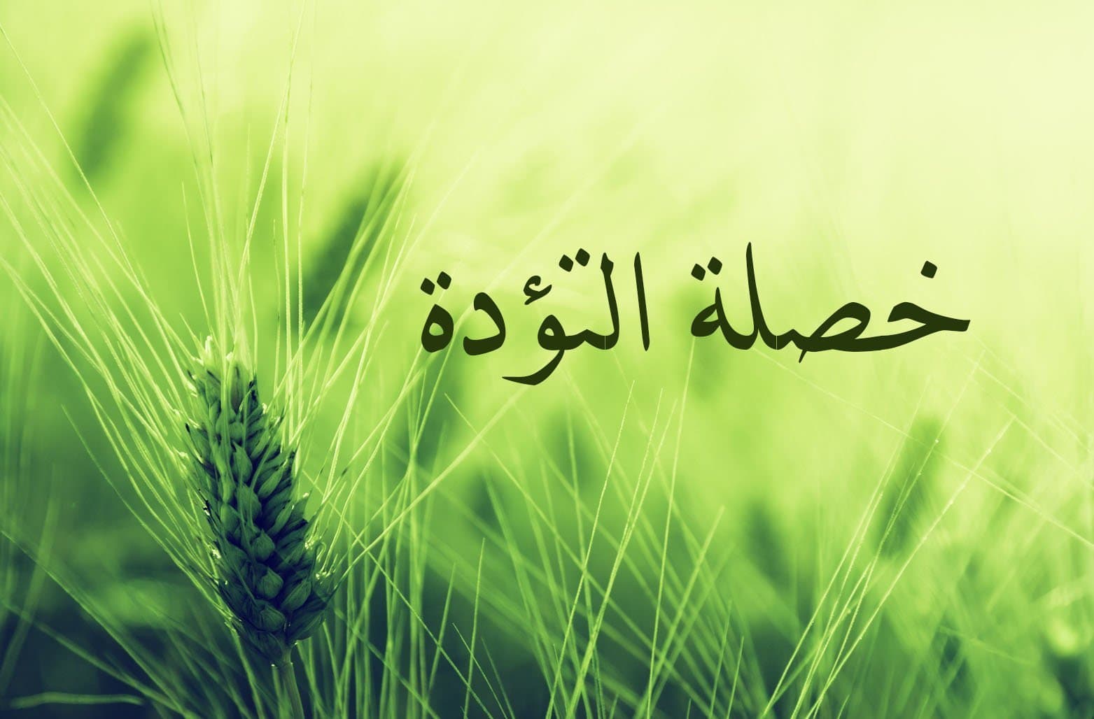 Cover Image for خصلة التؤدة