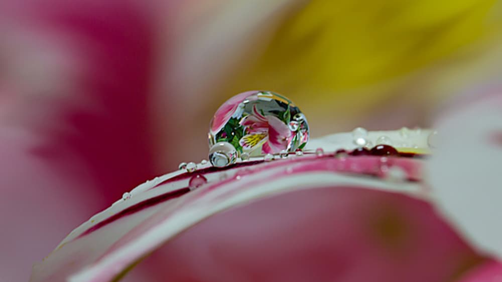 Cover Image for سلامة القلب