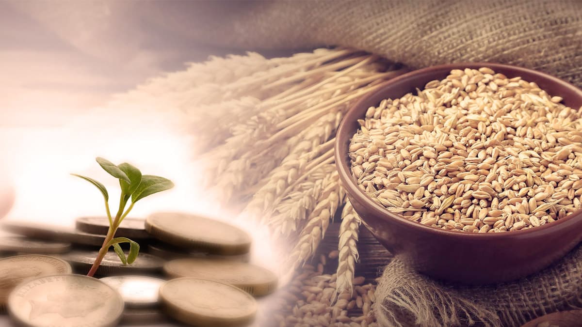 Cover Image for أحكام زكاة الفطر