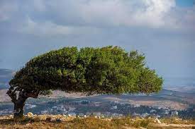 Cover Image for الضلع الأعوج