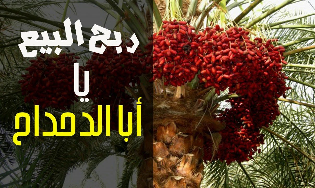 Cover Image for حائط أم الدحداح لله