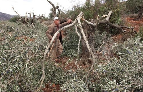 Cover Image for جنين: الاحتلال يقطع أكثر من 100 شجرة زيتون ويعتقل 5 فلسطينيين