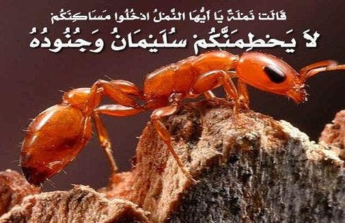 Cover Image for النملة الداعية