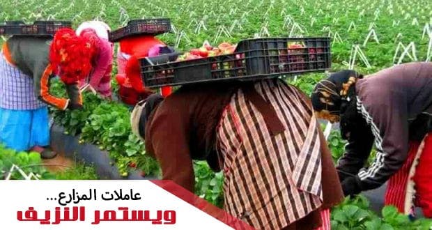 Cover Image for أمان جرعود: عاملات المزارع … ويستمر النزيف